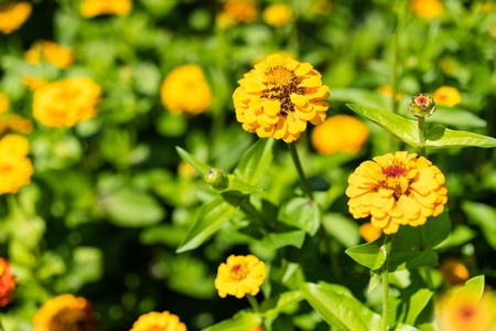 orange flowers blooming in garden many of them with green leafの写真素材