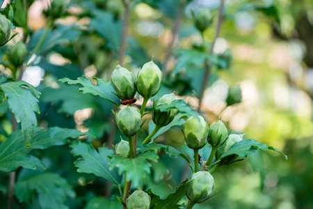 small red and black dotted bug on flower bud close up macro viewの写真素材