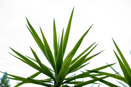 yucca elephantipes leaf plant close up from guatemala and mexicoの写真素材