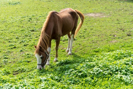 Brown horse eats grass on the meadow in autumn side view end of summerの写真素材
