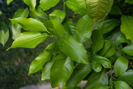 leaves close up of citrus limon plantの写真素材