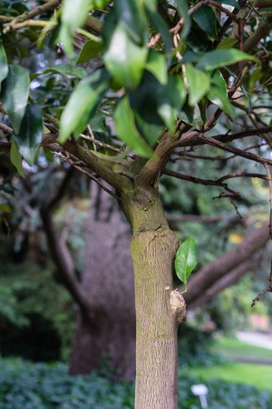tree trunk with leaves of fortunella margarita rutaceae ovale kumquat from chinaの写真素材