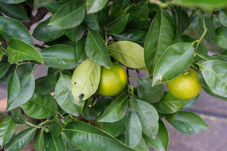 citrus sinensis plant tree leaves with ripe orange fruit hangingの写真素材