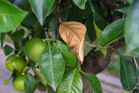 citrus sinensis plant tree leaves with ripe orange fruit hangingの写真素材