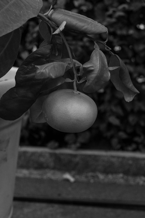 single fruit grapefruit hanging from citrus paradisi grapefruit black and white photoの写真素材
