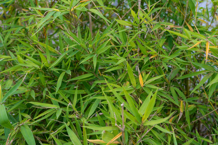 leaves of phyllostachys aurea poaceae knot bamboo plant from china ideal backgroundの写真素材