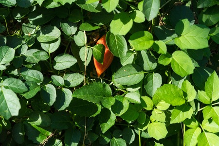 crassulla brevifolia plant leaf close up with red fruitの写真素材