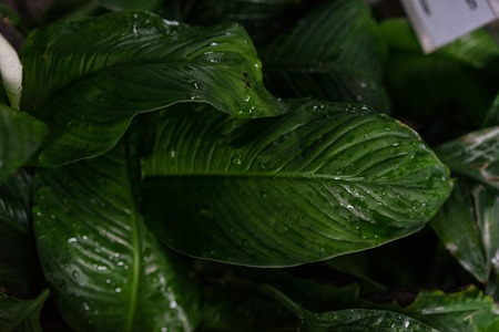 Spathiphyllum Floribundum Araceae plant leaf from Columbiaの写真素材