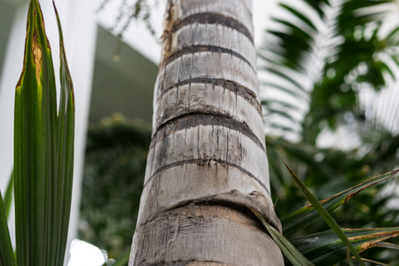 tree trunk close up of roystonea regia arecaceae caribian king palmの写真素材