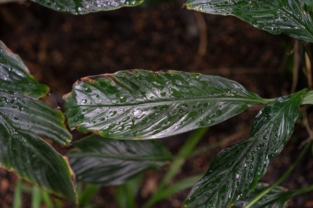 spathiphyllum wallisii araceae plant leaf from columbia and venezuelaの写真素材