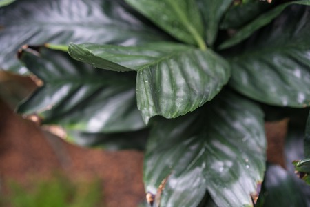 leaf close up from chamaedorea ernesti augusti arecaceae from mexico and guetemalaの写真素材
