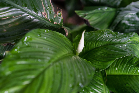 spathiphyllum floribundum araceae plant leaf from columbiaの写真素材