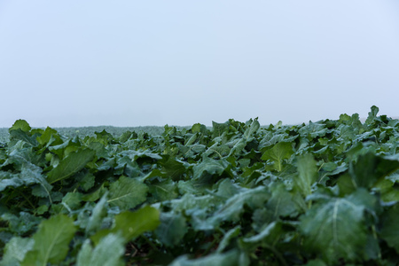 green field with salat and herbs fog cloud autumnの写真素材
