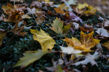 yellow leaf autumn close up view macro laying in meadow