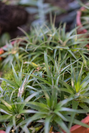 orthophytum supthutlii plant in ton potの写真素材