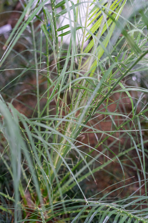 leaves of phonix roebelenii dwarf date palm from laosの写真素材
