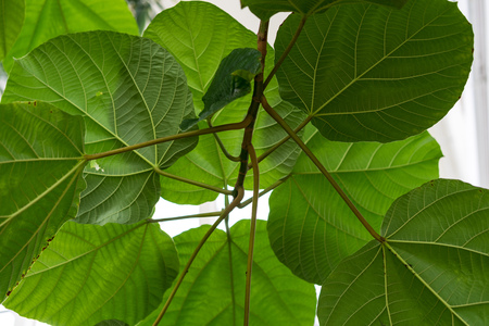 leaf of ficus auriculata moraceae elephant ear fig from nepalの写真素材