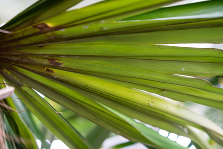 Leaf of cuban coconut palm coccothrinax crinata arecaceaeの写真素材
