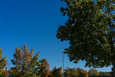 tree leaf autumn blue skyの写真素材