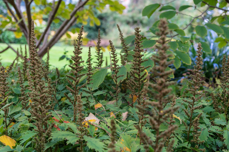 Flower bud of astilbe chinensis saxifragaceae from Chinaの写真素材