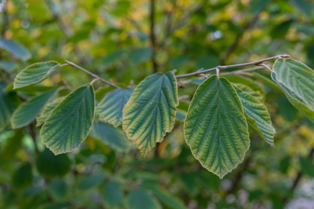 Leaves of Magic Nut Plant Hamamelis Hamamelidaceae Hybridの写真素材