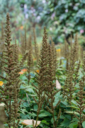 flower bud in garden of astilbe chinensis saxifagaceae from china in gardenの写真素材