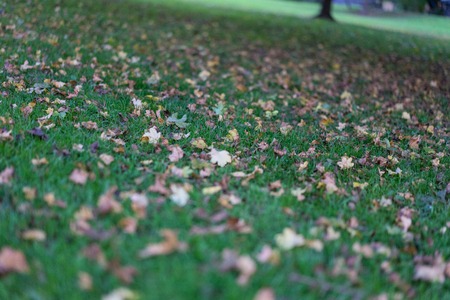 brown leaves on meadow in autumn on rainy day mud