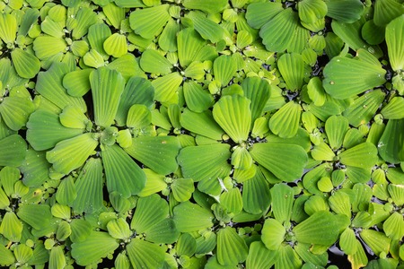 Common duckweed Lemna minor, full frame texture structureの写真素材