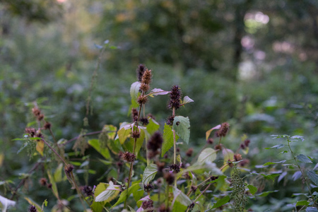 plant close up isolated in forrest bokeh view rainy dayの写真素材