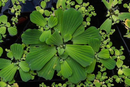 duckweed lemna minor waterplant top view lakeの写真素材