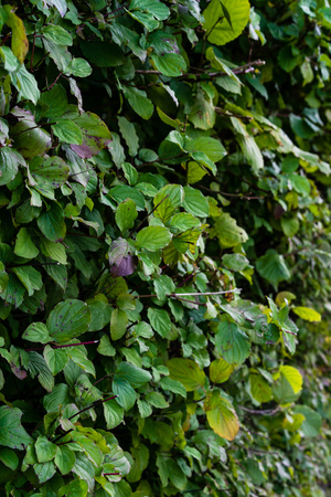 green hedge outdoor side view background structure