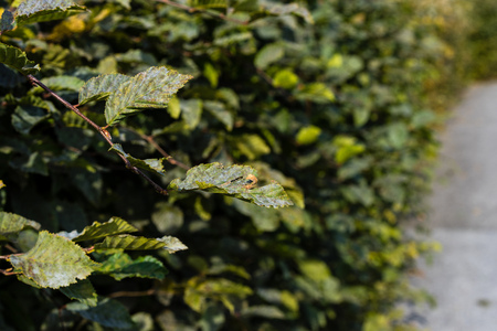 green hedge outdoor side view background structure
