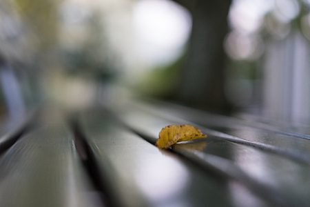 single yellow leaf on green park bench in autumnの写真素材