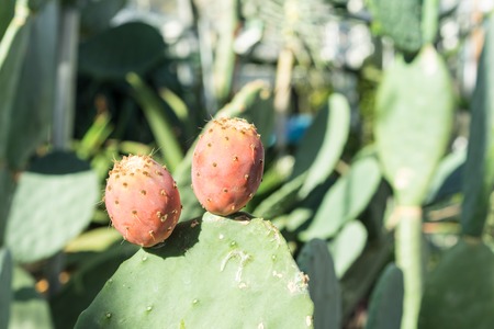 cactus opuntia ficus indica succulent with red fruit budの写真素材