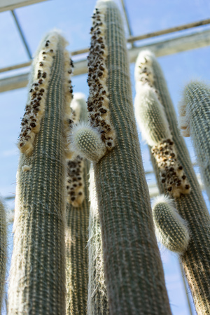 espostoa lanata cactus close up with white needle in green houseの写真素材