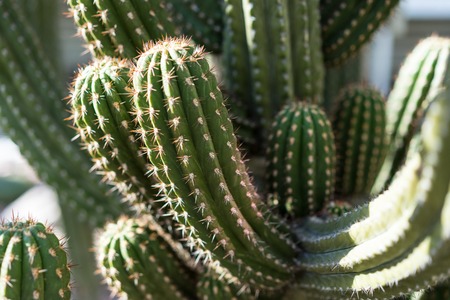 browningia chlorocarpa cactus succulent from mexico abstract viewの写真素材