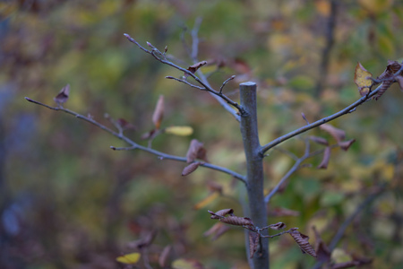 plant in fall season close up bokeh