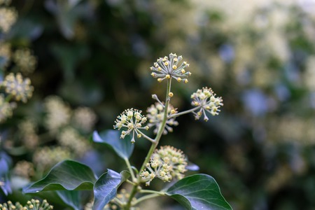 white elder plant close up view in autumnの写真素材