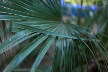 yucca gloriosa palm leaf pattern from south east usa and mexicaの写真素材