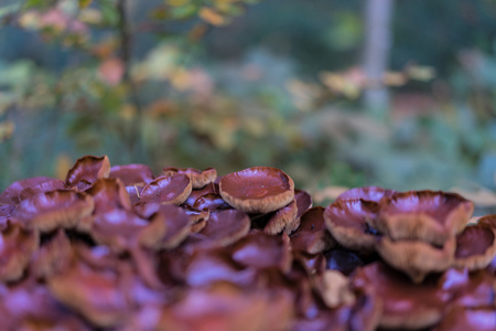 big brown mushroom culture in forest close upの写真素材