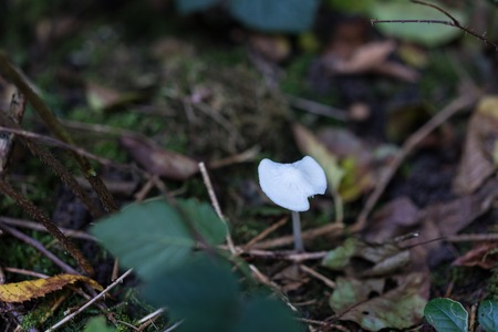 fragile small mushroom in forestの写真素材