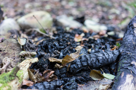 firewood on fire place in forest with ash and coalの写真素材