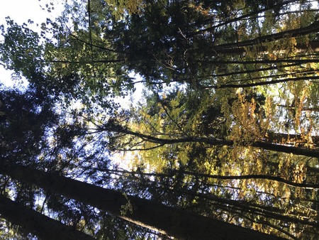 trees in forest low angle view with sun light