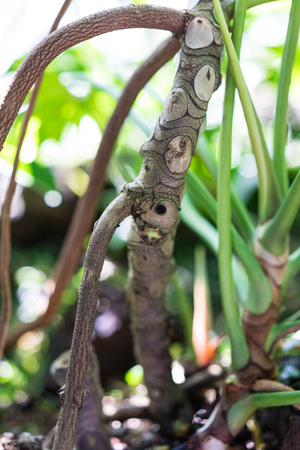 trunk and leaves of philodendron adiamantinumの写真素材