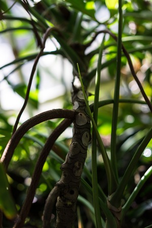 trunk and leaves of philodendron adiamantinumの写真素材