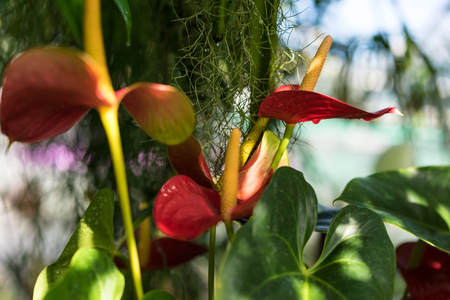 anthurium andraenum plant with red leaf and yellow bud