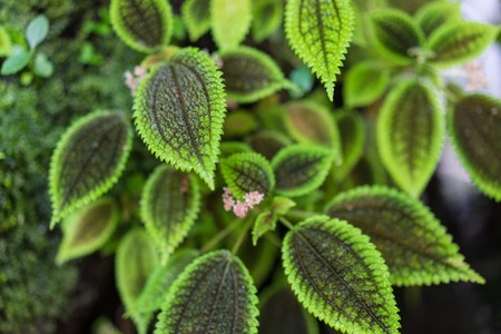 green leaves of pilea spruceana plant structure designの写真素材