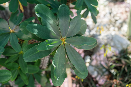 leaves and trunk of oeceoclades decaryana plant from africaの写真素材