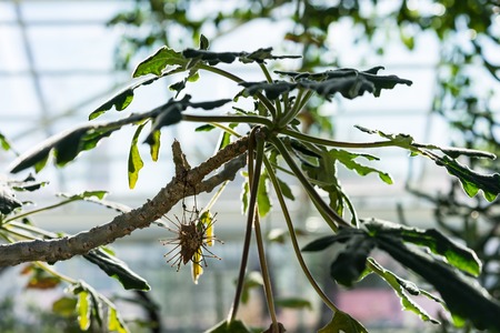 leaf and trunk of uncarina roeoesliana in green house