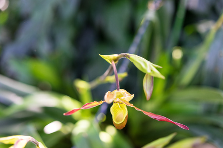 fragile plant in garden close upの写真素材